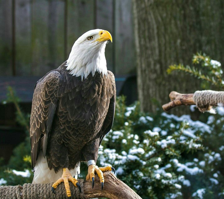 eagle