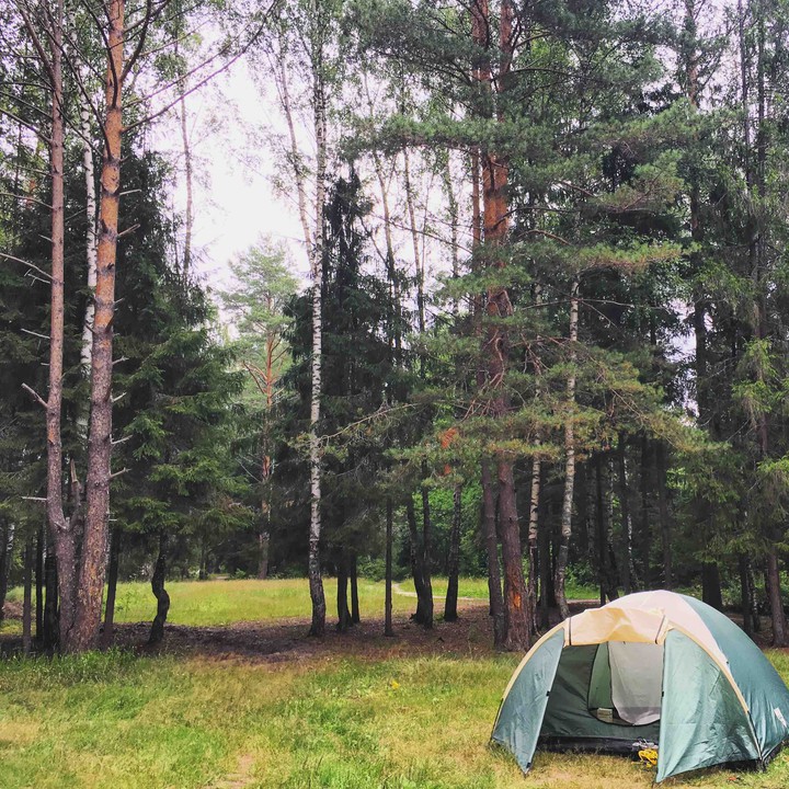 Forest