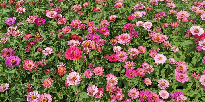 flowers