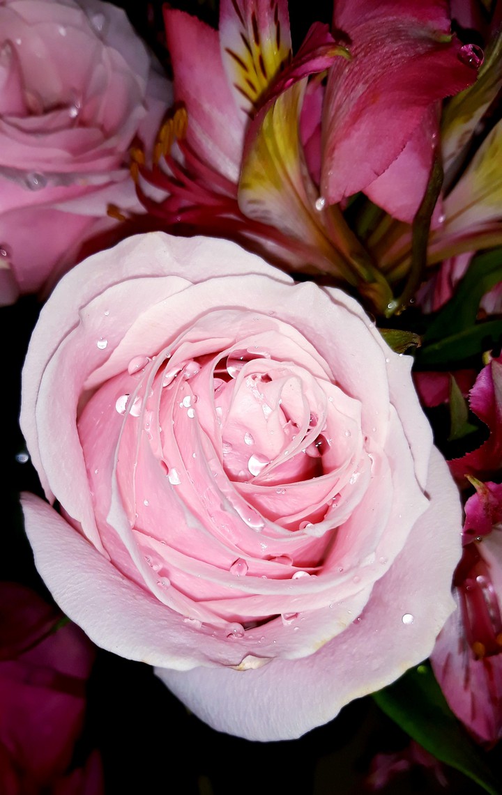 Rosa