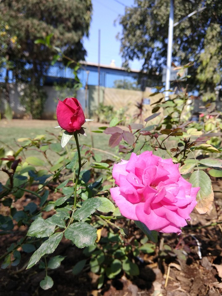 rose
