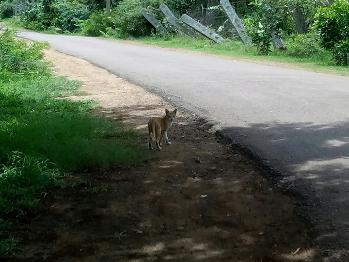 Hungry Tiger