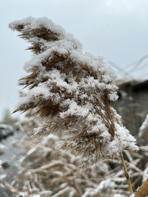 tapety frost, sky