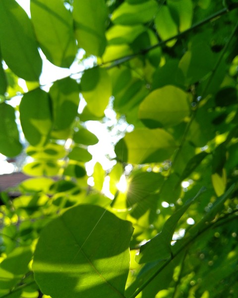 hình nền window, trunk