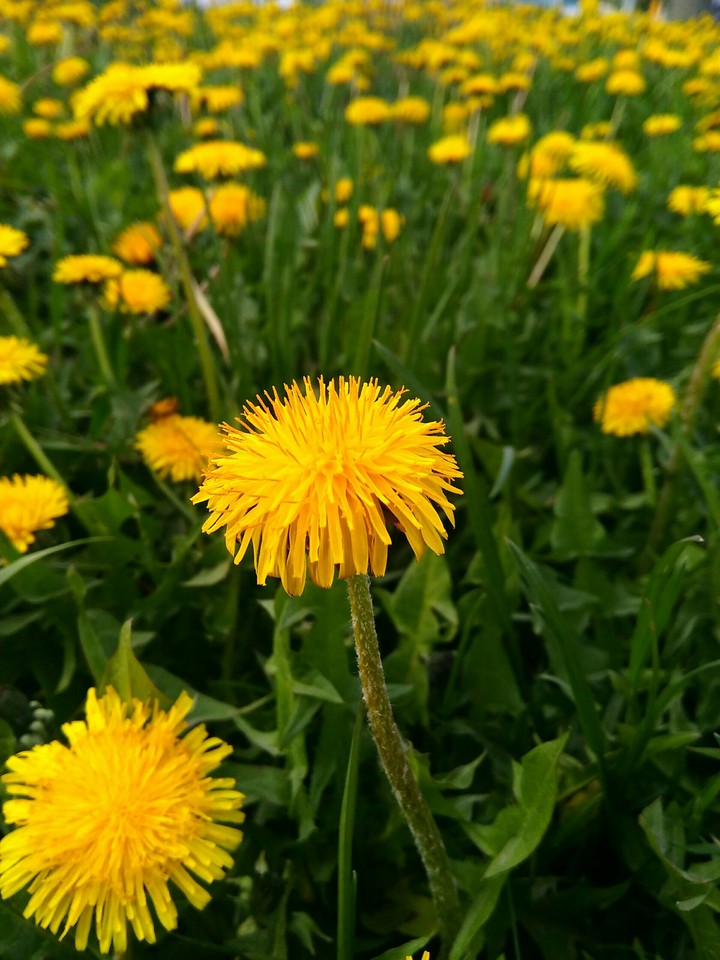 dandelions