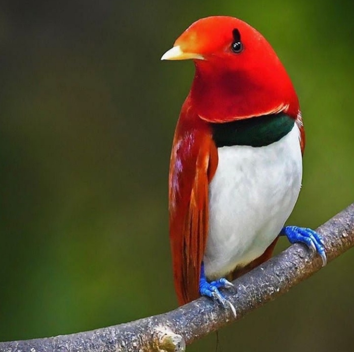 Bird