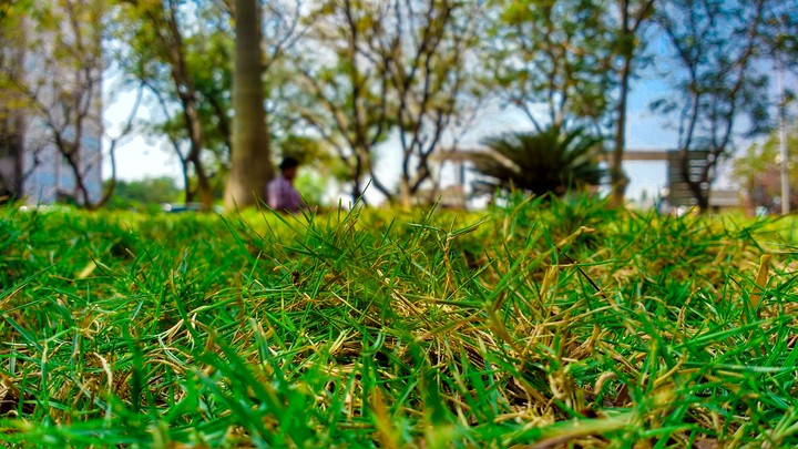 garden
