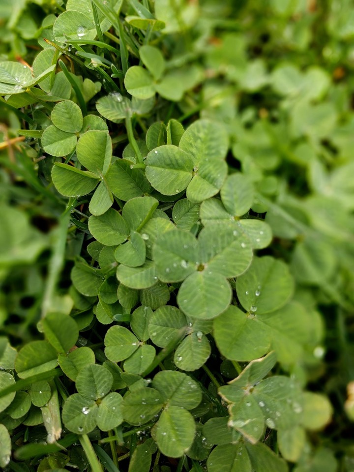 Clovers