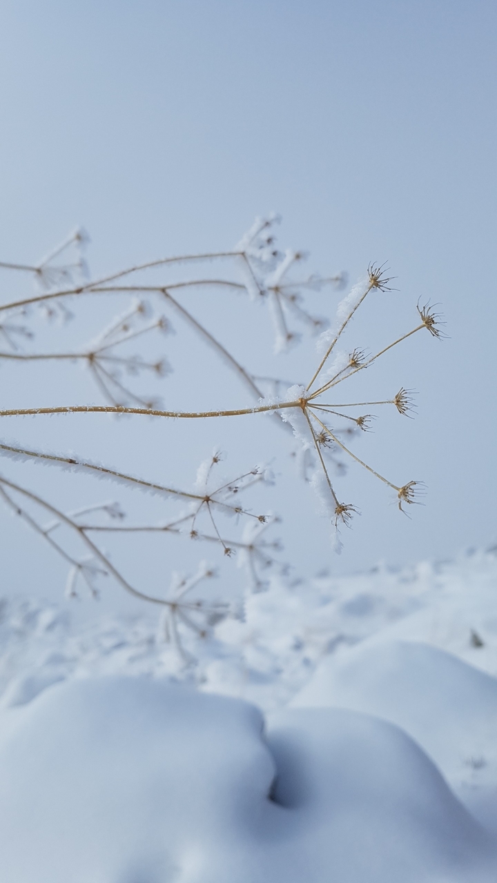 snow