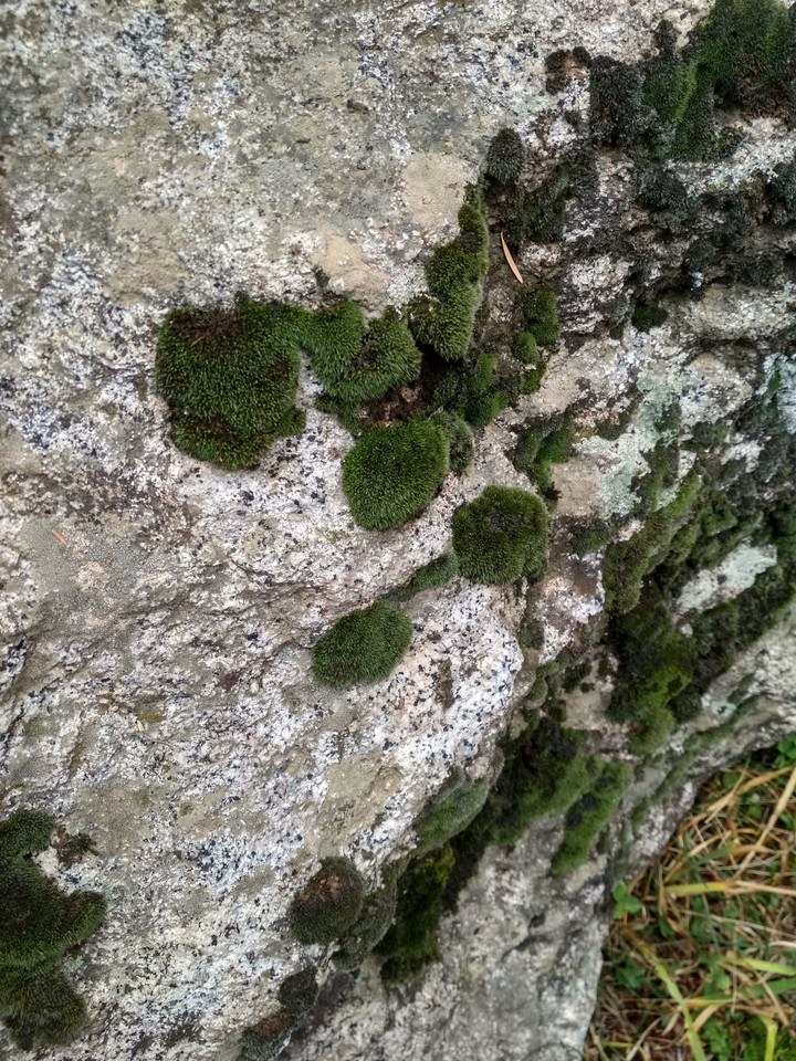 Lichen or moss?