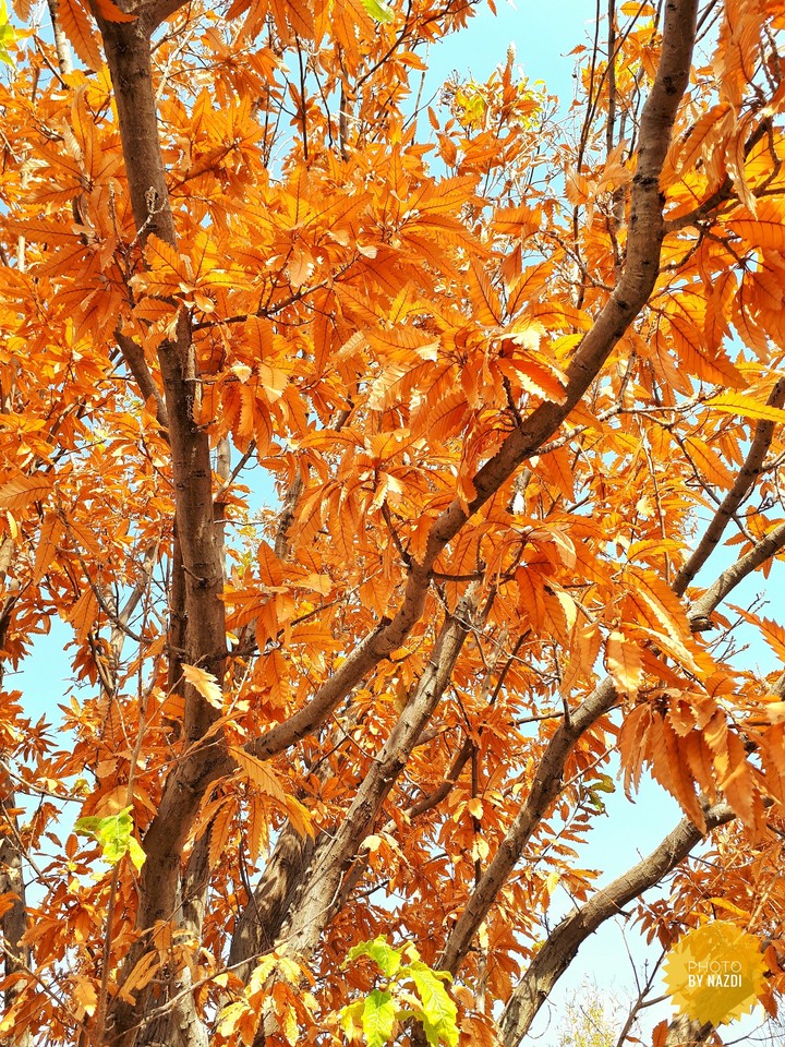 Orange Tree