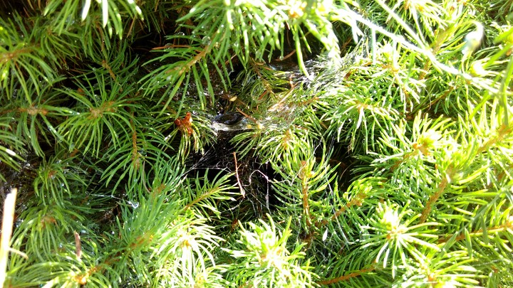 Tree on my garden