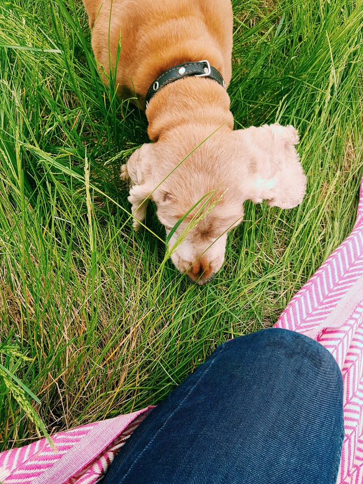 my dog