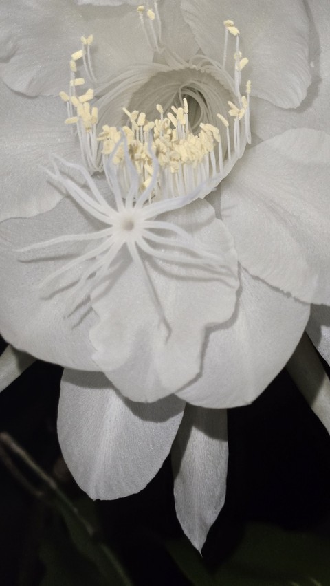 тапети White, pattern
