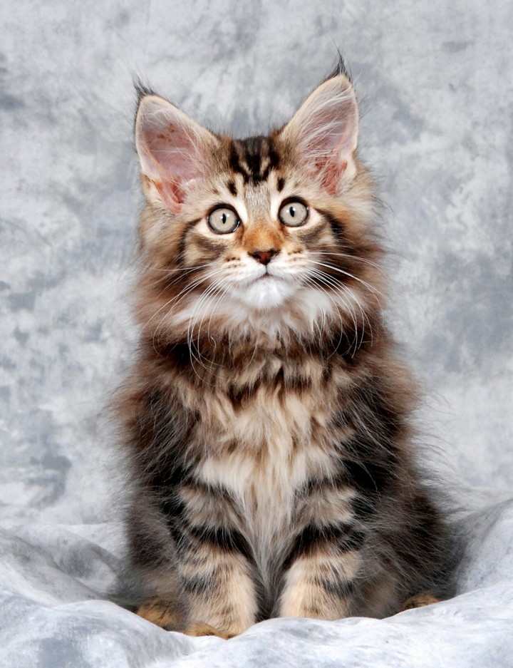 cute cat