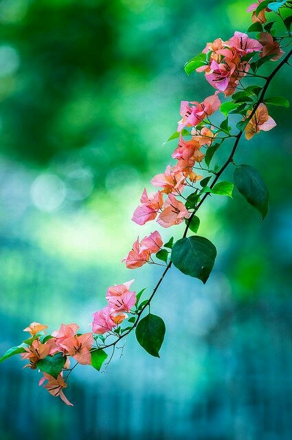 Paper flowers