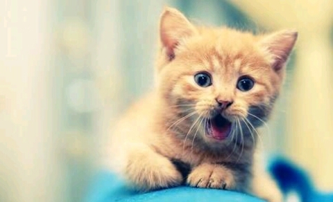 cat