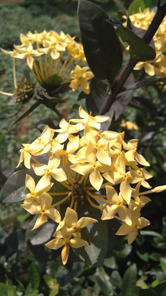 Asoka Flowers