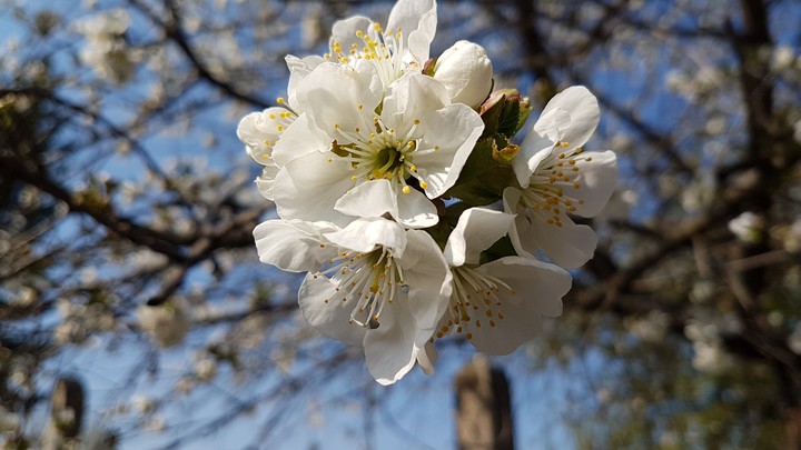spring blossom