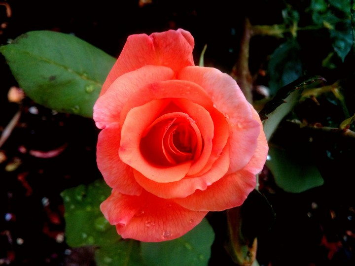 Delicate drops on silky petals