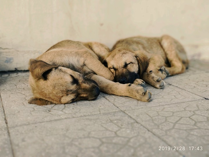 dogs