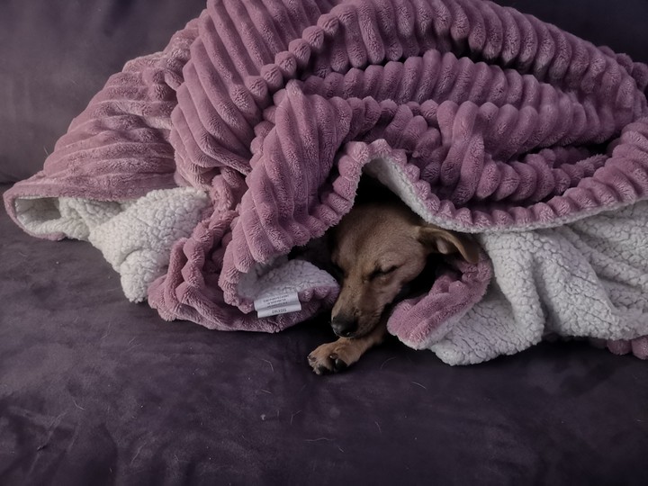 Sleeping dog