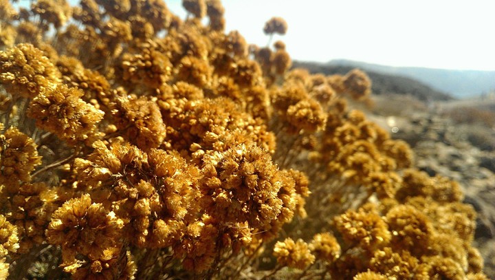 Vulcanic plants in Santorini