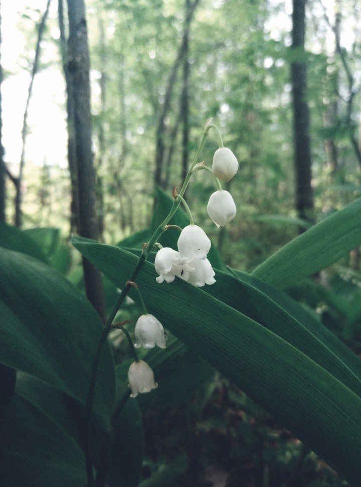 white and green
