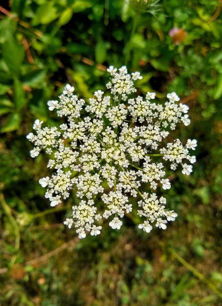 Queen Anne's Lace