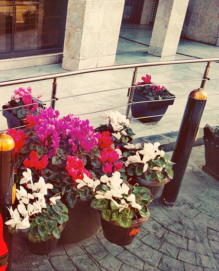 Flowers