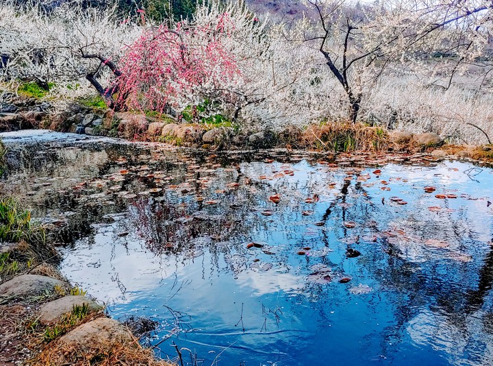 gwangyang maehea
