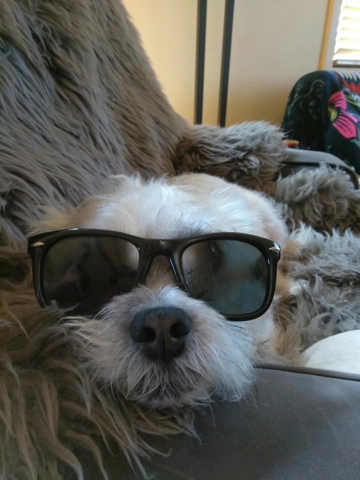 Cool pooch
