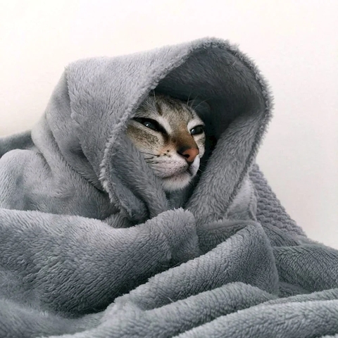 Towel, felinae壁紙