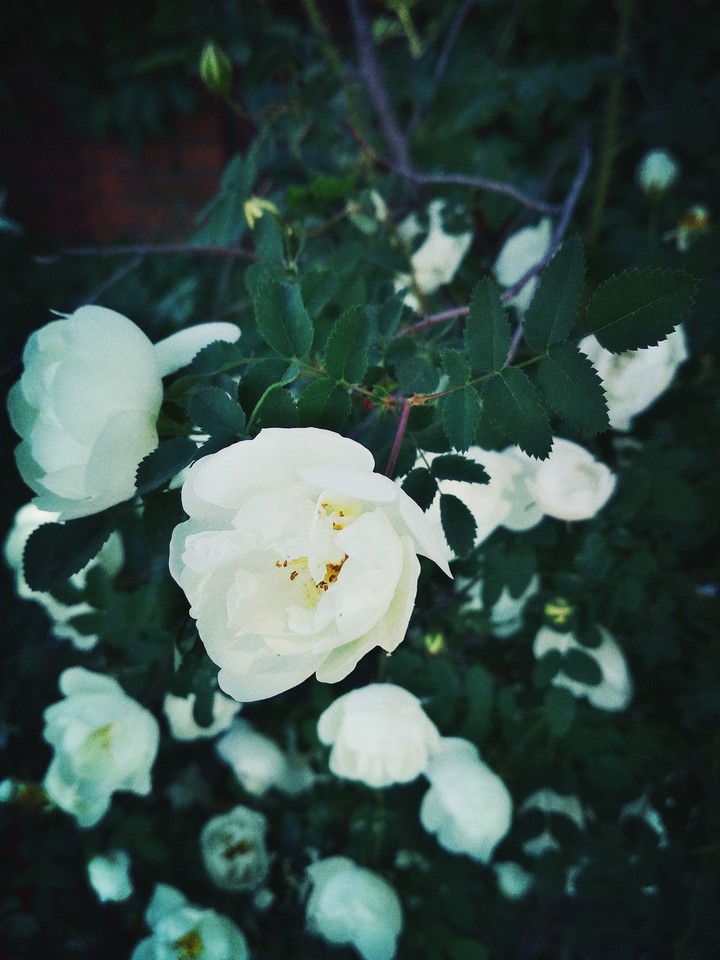 Beautiful flowers