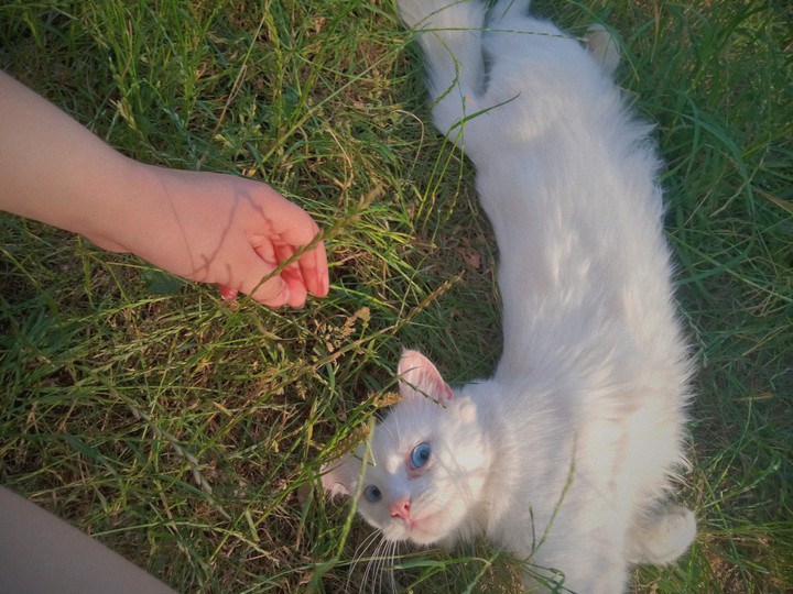 cat