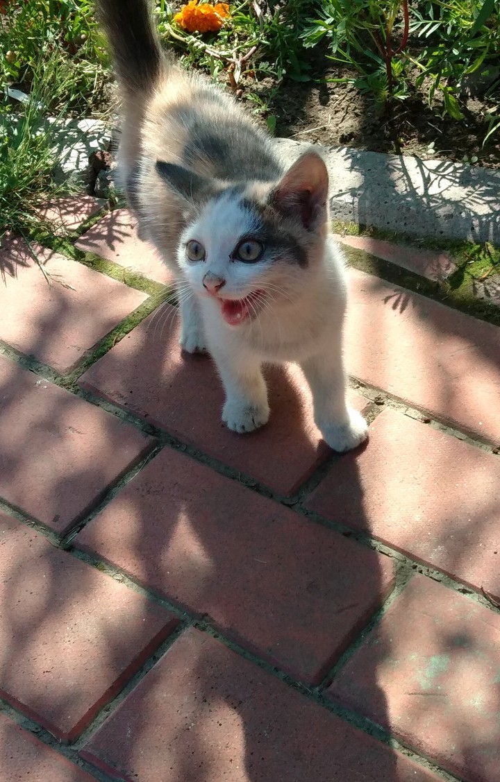 Cute kitten