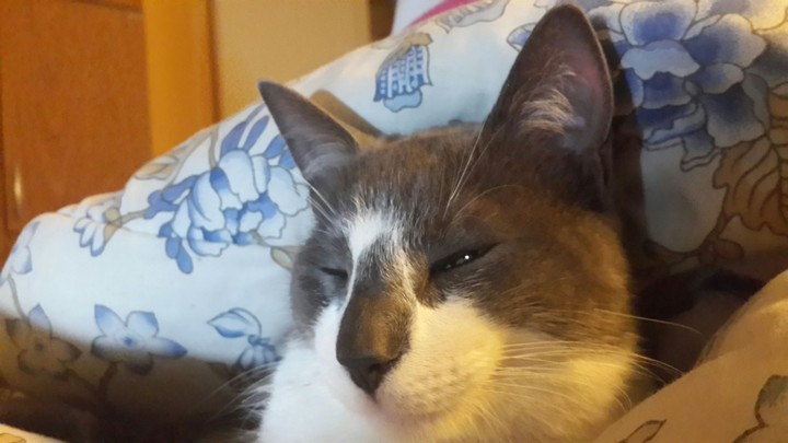 gatto