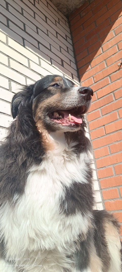 fonds d'écran dog, fur