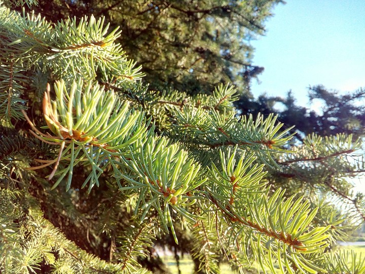 forest
