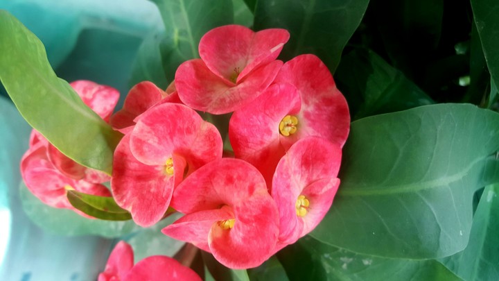 Flower natural