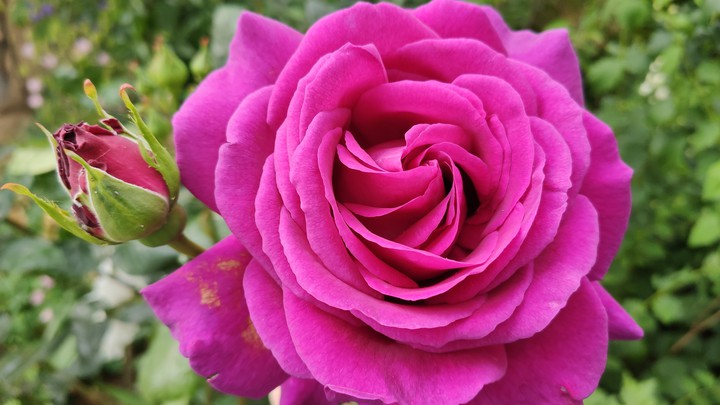 Rose