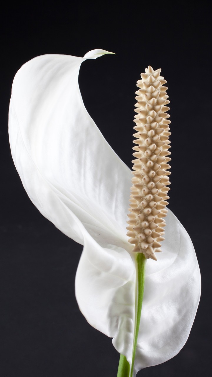 White Flower