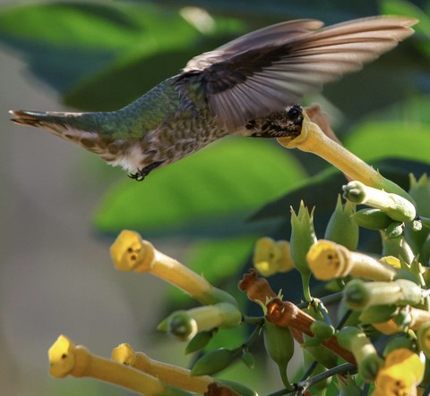 тапети beak, hummingbird