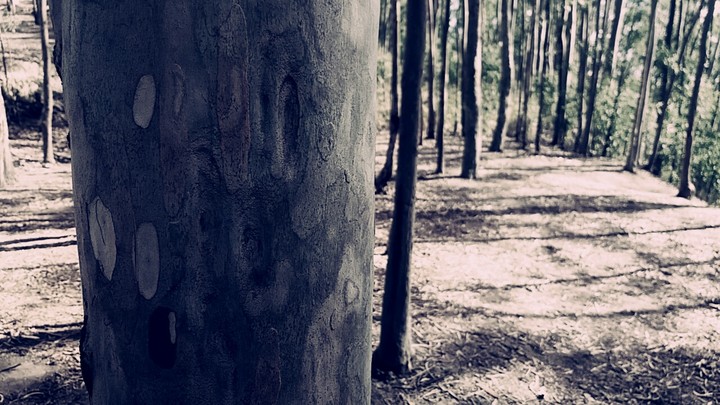 parque da cidade - Rj