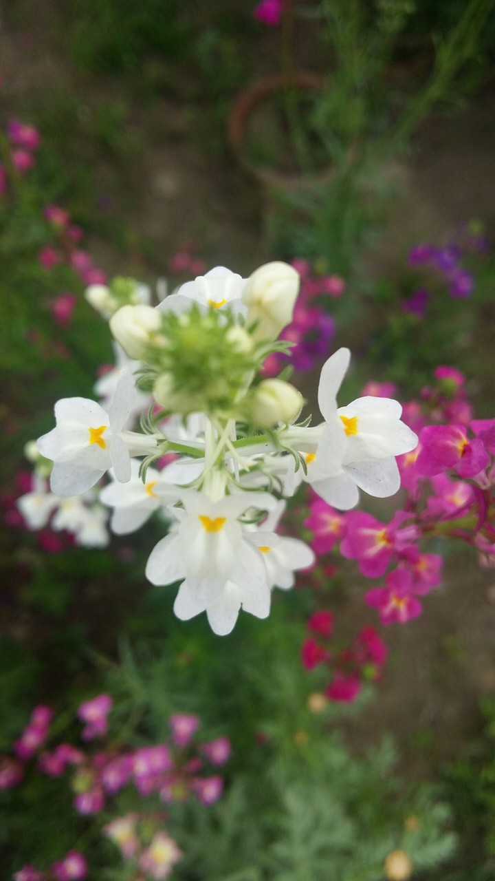 flowers