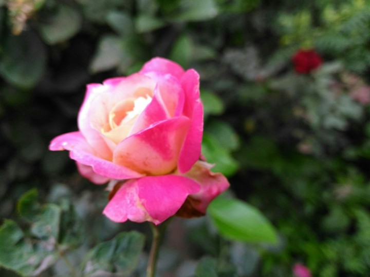rose