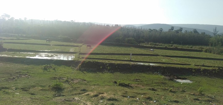 Nature