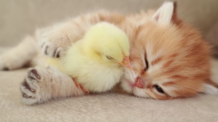 Kedi ve Civciv
