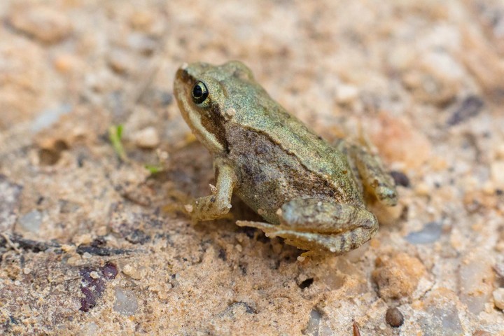 frog