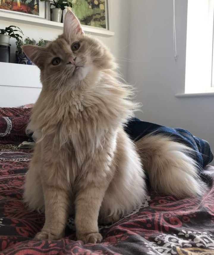 cat